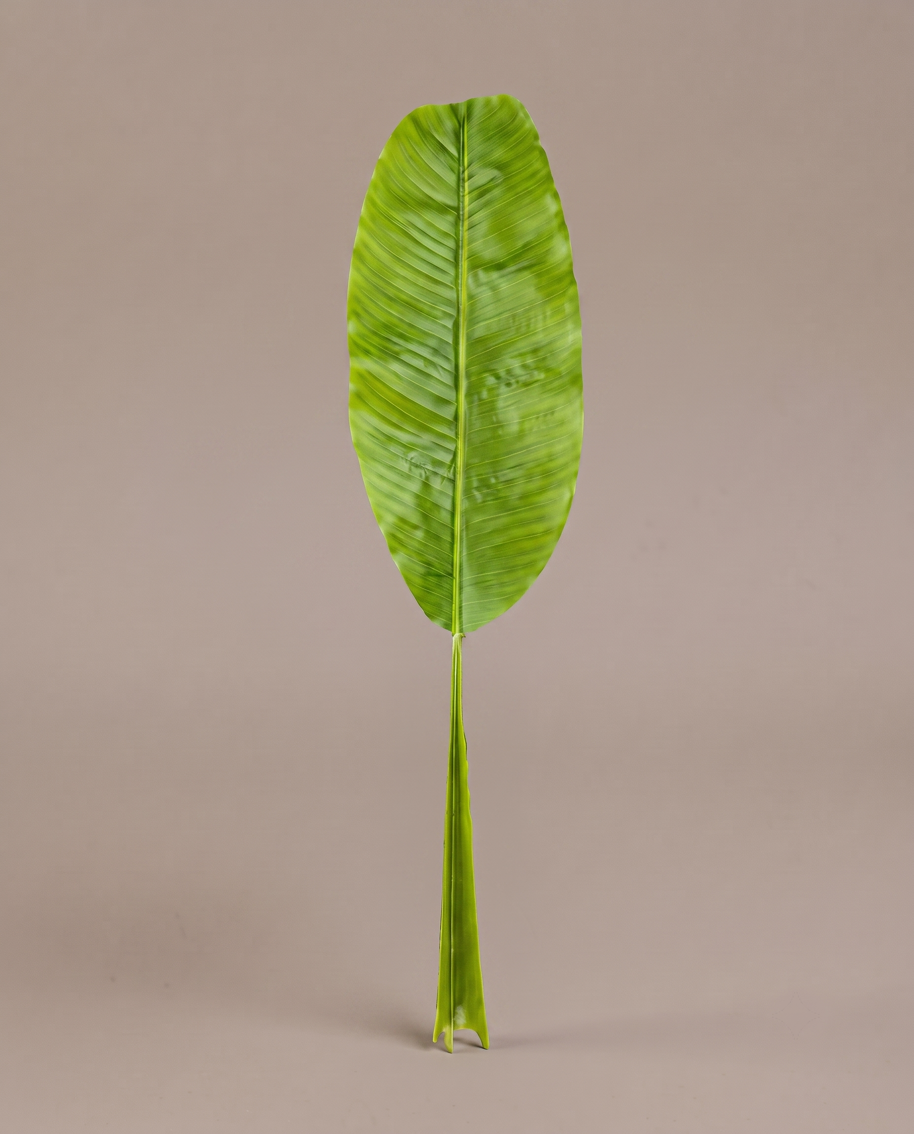 Banana Leaves